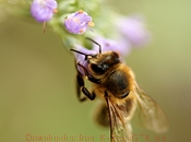 智能且具有自主学习能力的攻击网站服务器